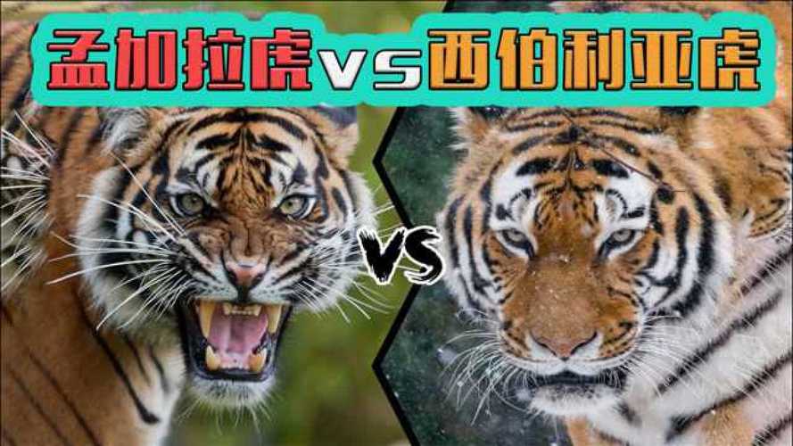 孟加拉虎vs东北虎