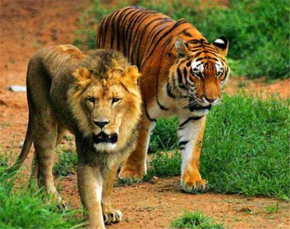 野生东北虎和狮子战斗力对比